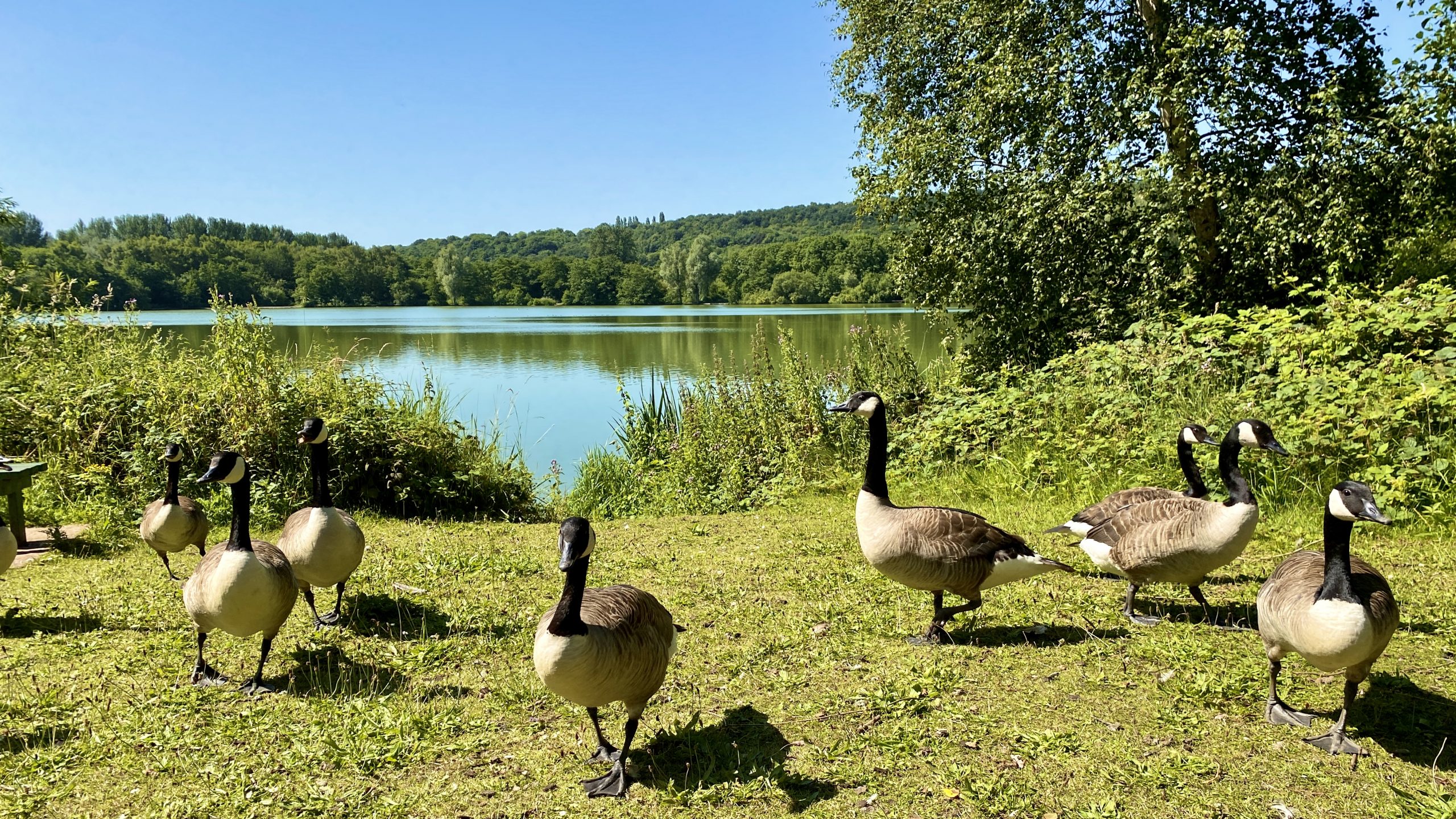 Westport Lake